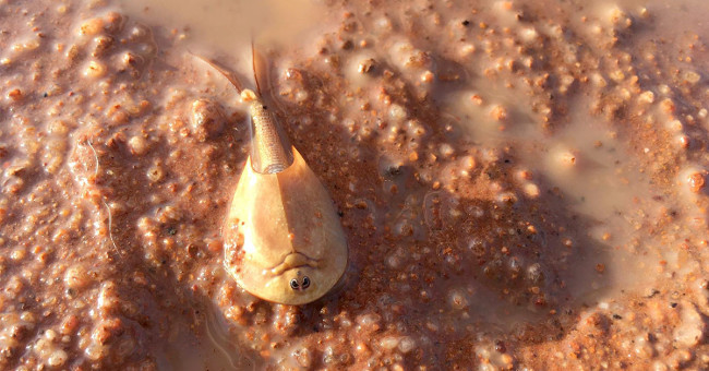 Shrimp 'living fossils' resemble revived alien creatures