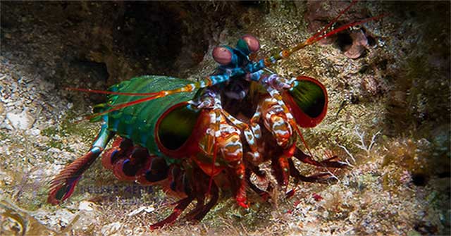 Shrimp possess the most complex vision of any animal
