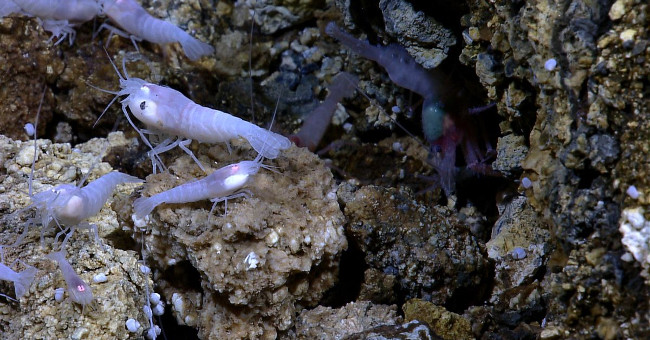 Shrimp species can live in hot water of 450 degrees Celsius