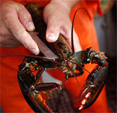 Shrimp turns into a