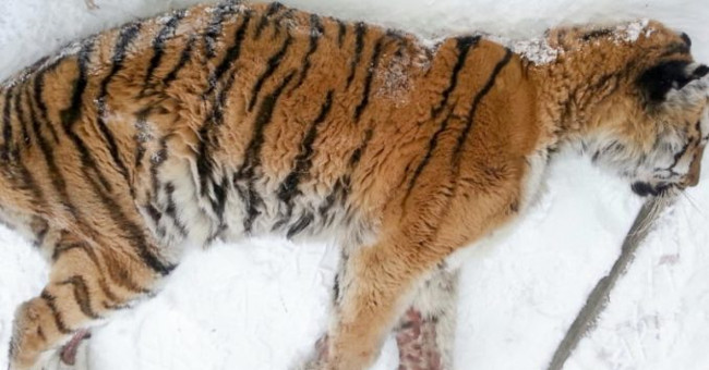 Siberian tiger teeth hurt down to the house for help