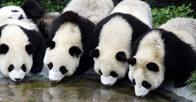 Sichuan Big Panda Reserve