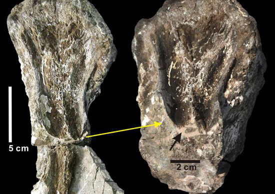 Sign the largest dinosaur teeth in the world