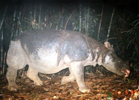 Signals for rhinos a rare horn in Vietnam