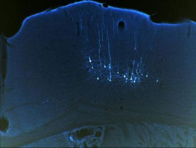 Signs of learning ability in mice