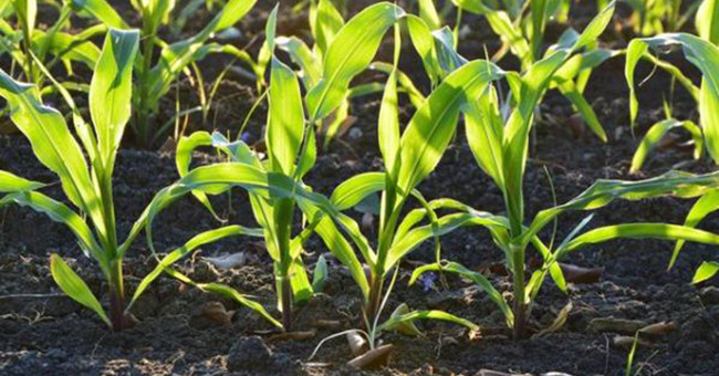 Silicate rocks increase crop yields and limit CO2 emissions