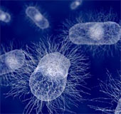 Silver cloth can kill bacteria for 10 minutes