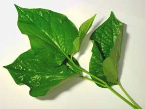 Simple cure with leaves