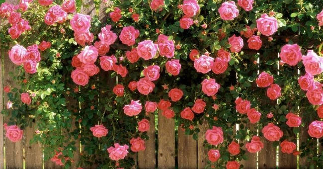 Simple rose climbing techniques in pots