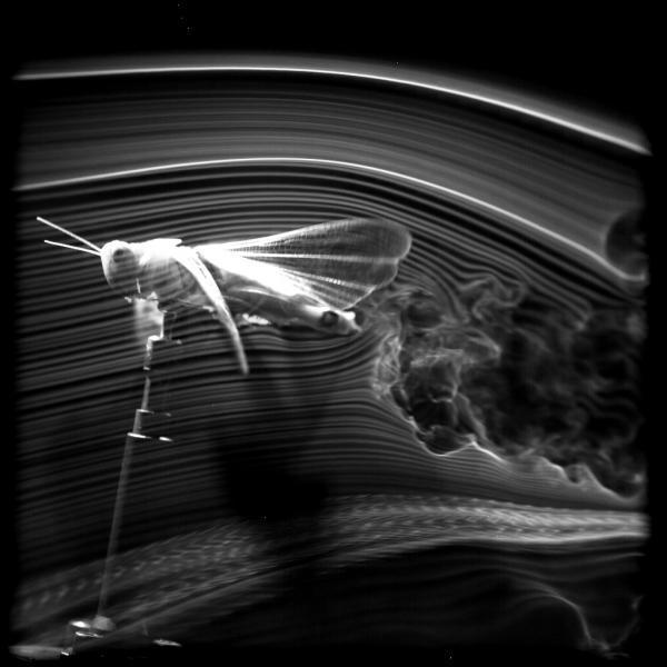 Simulation of aerodynamic secrets of grasshoppers
