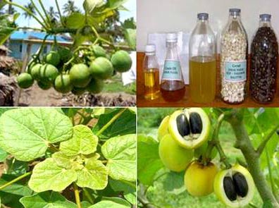 Since 2009, Vietnam has started many biofuel projects