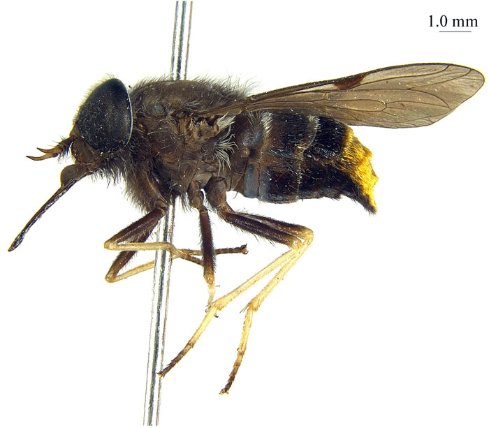 Singer Beyonce is named after a fly