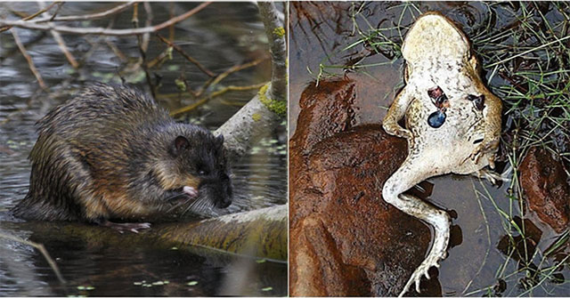 Single way to find sugarcane toad from Australian otters