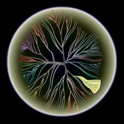Single-celled organisms also have communication systems
