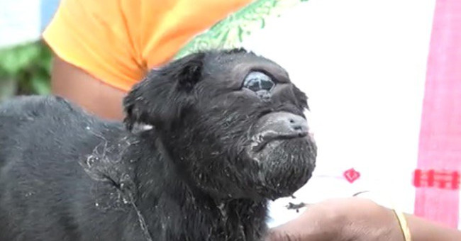 'Single-label' goat monsters are worshiped by Indian villagers
