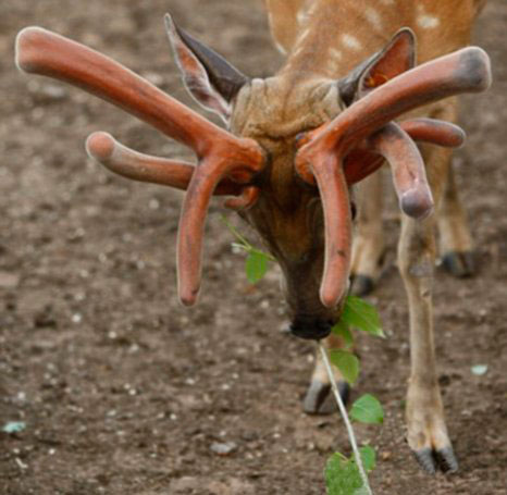 Six horned deer