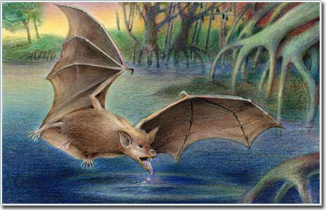 Six species of prehistoric bats were discovered in Egypt