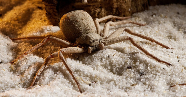 'Six-eyed monster' and venom cause people to burst into blood vessels