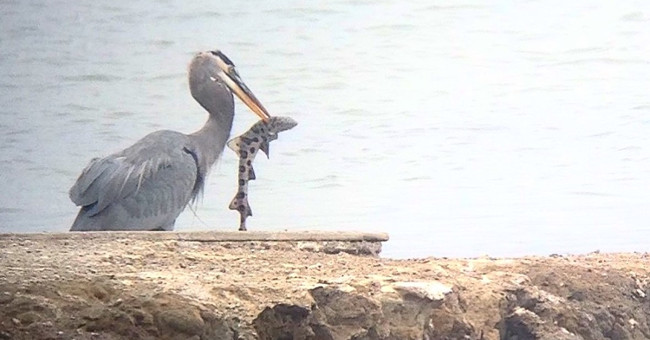Skilled shark hunting skills of the heron