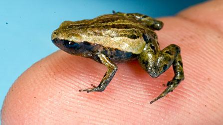 Skin of the world's smallest frog contains toxic substances