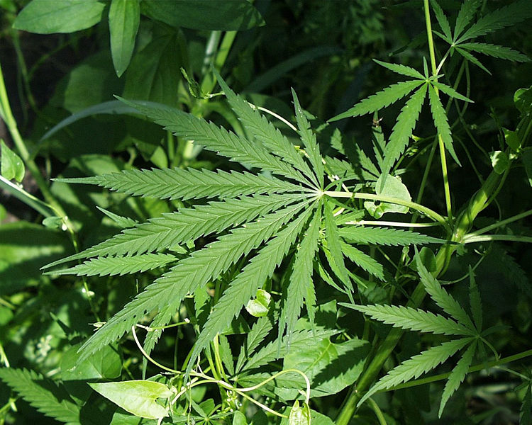 Skin produces a substance like cannabis