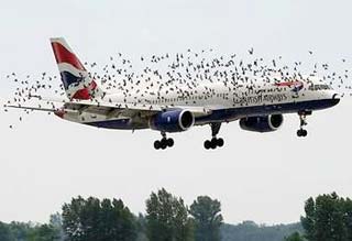 Sky bird - the horror of