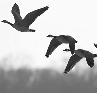 Sky bird - unpredictable danger for aviation