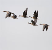 Sky geese can fly in poor oxygen conditions