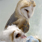 Sleep affects the color of the owl?