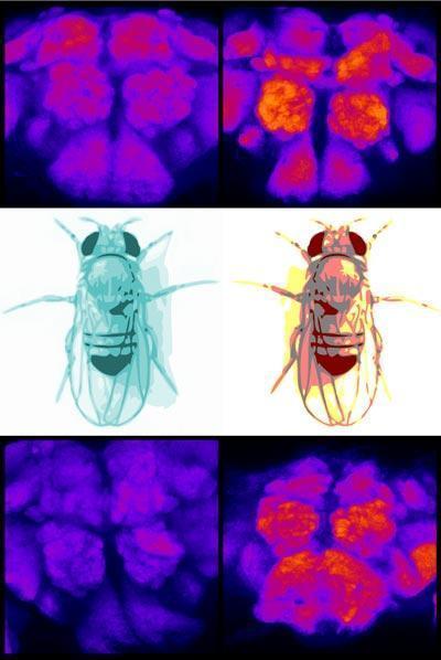 Sleep helps 'clean up' the brain