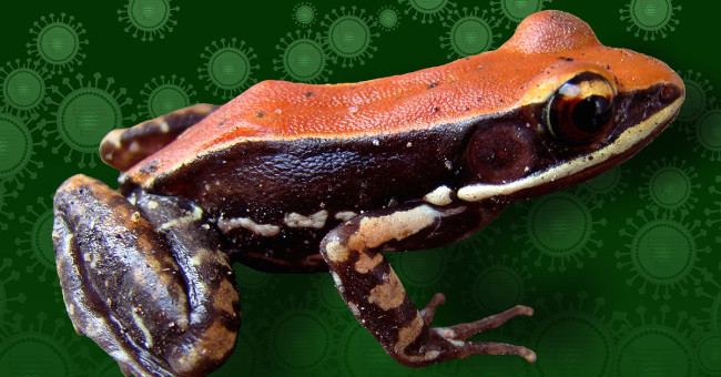 Slime on frog skin is capable of treating flu