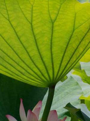 Slimming and lowering blood fat with Oriental medicine
