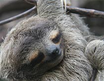 Sloths are not lazy
