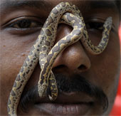 Slow down the aging process thanks to venom from venomous snake venom