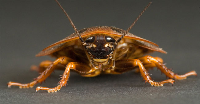 Small animals are resistant to radiation
