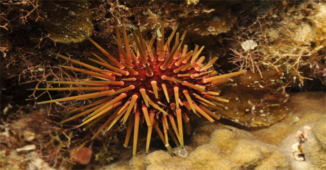 Small animals help balance the ecology of the Caribbean Sea