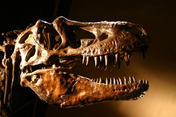 'Small' dinosaurs 'small' prey