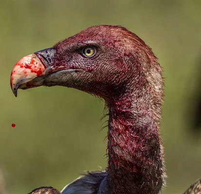 Small experiments show us the feeling of being scolded by vultures