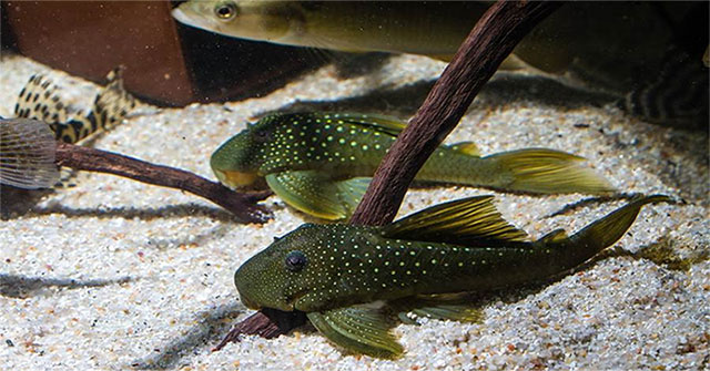 Small fish, but 'weird' to fish eaters also abstain