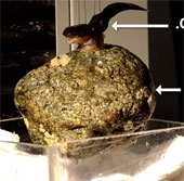 Small fish can attract objects 300 times heavier