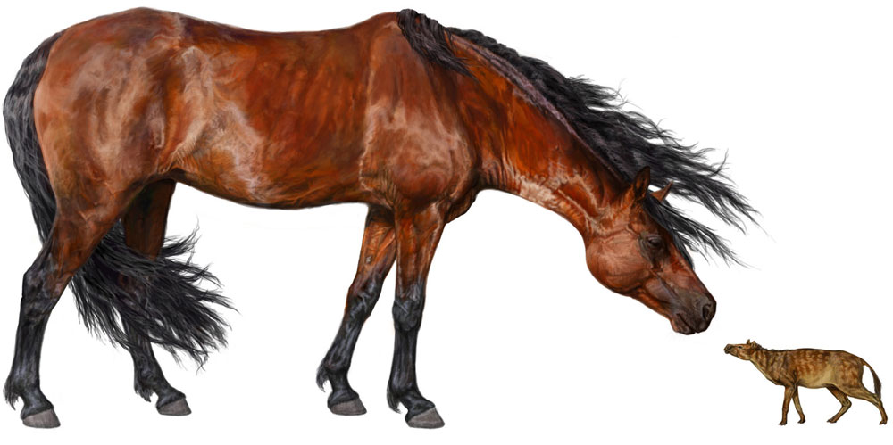 Small horses like ... cats