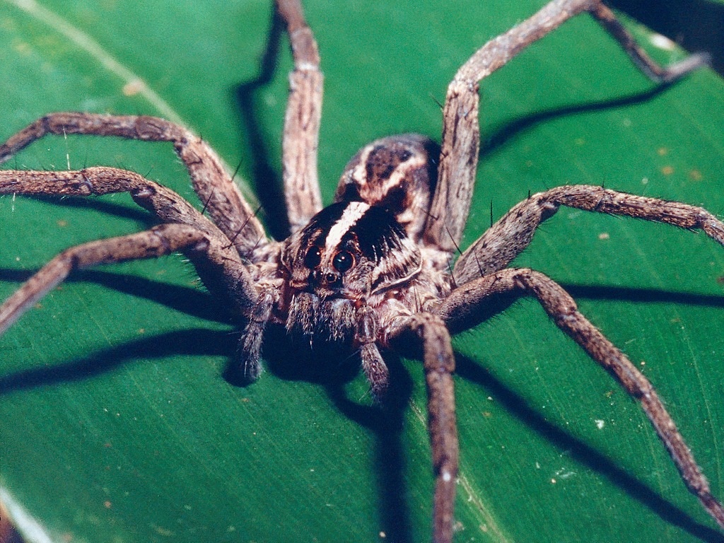 Small males easily become meals for their children