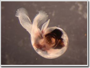 Small marine creatures signal climate change