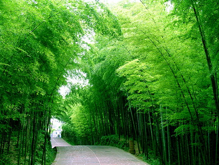 Small secrets of bamboo