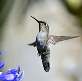 Small size animals feel time passes more slowly