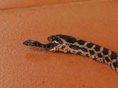 Small snakes escaped from the solid stomach after being swallowed