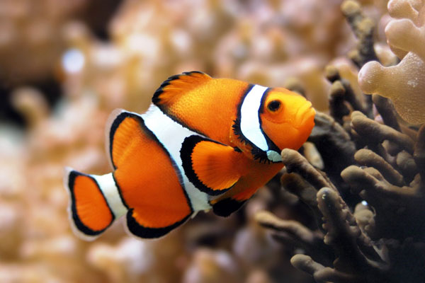 Smaller fish because of climate change