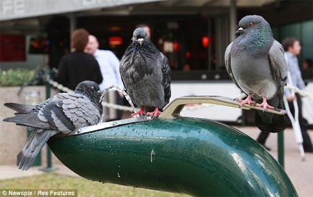 Smart birds help each other drink water