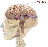 Smart children with cortex develop earlier