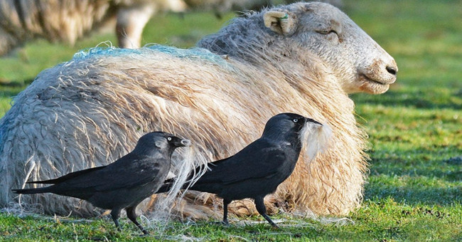 Smart crow sneaks up sheep wool to build a nest
